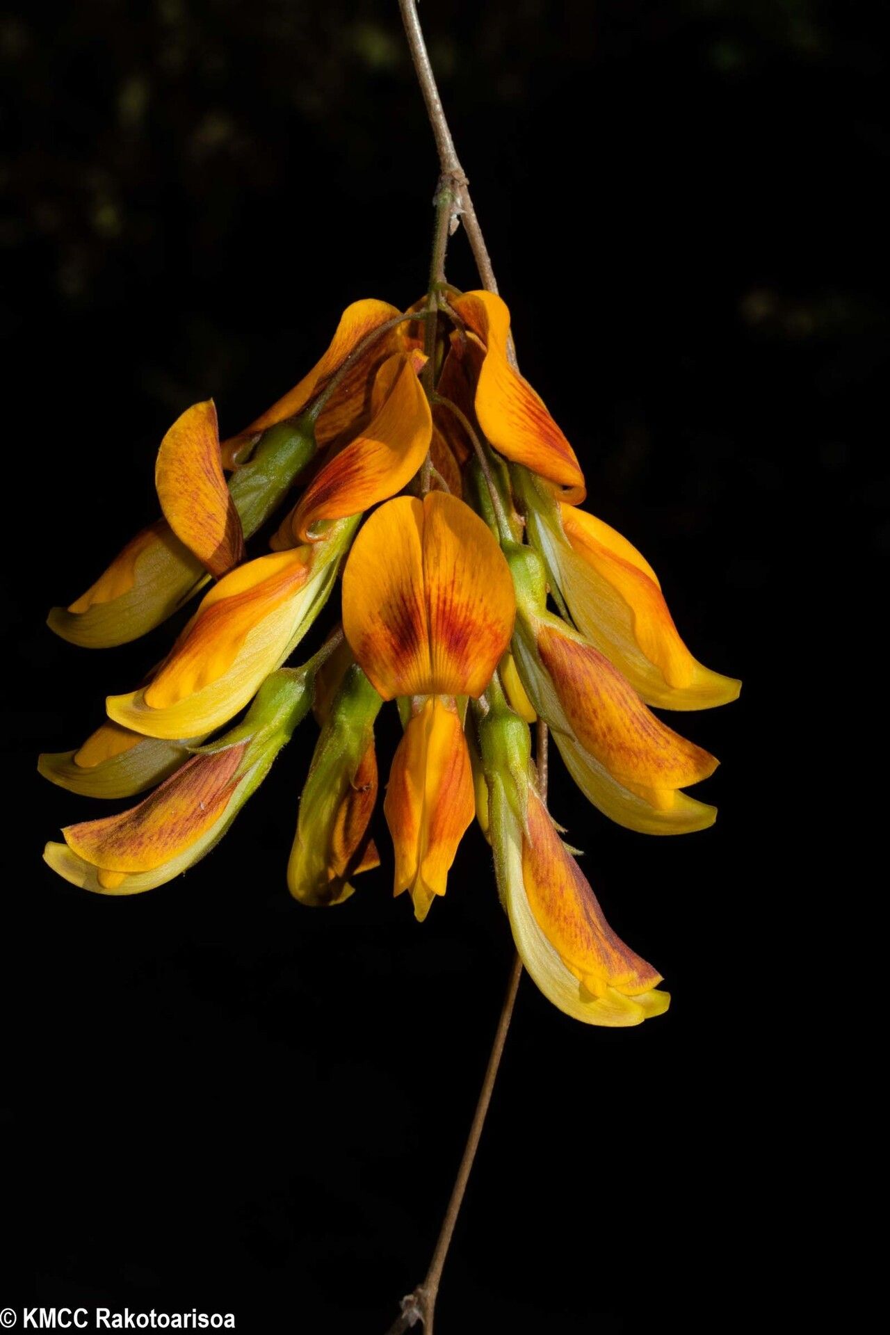 Rhynchosia baukea flower