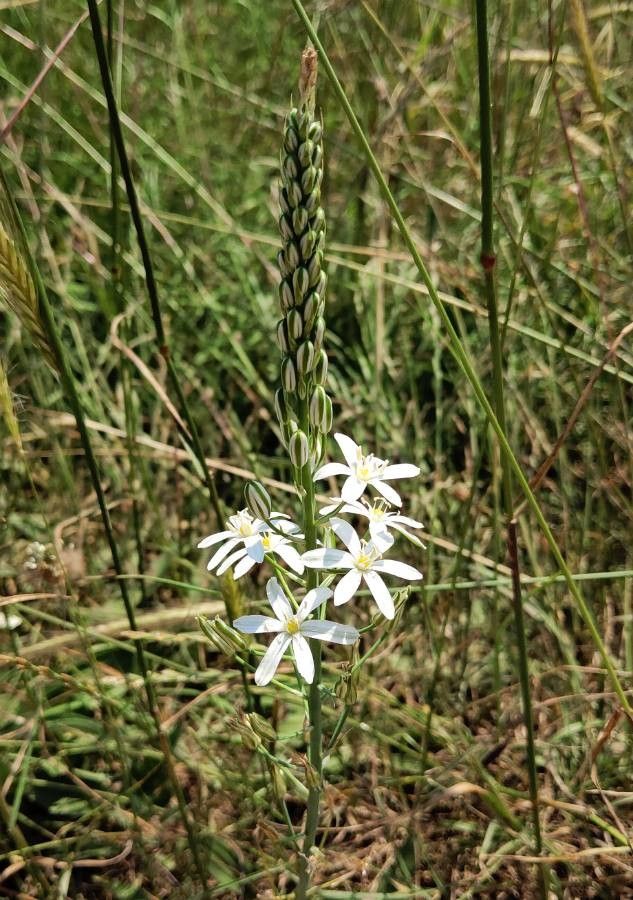 Ornithogalum sphaerocarpum flower
