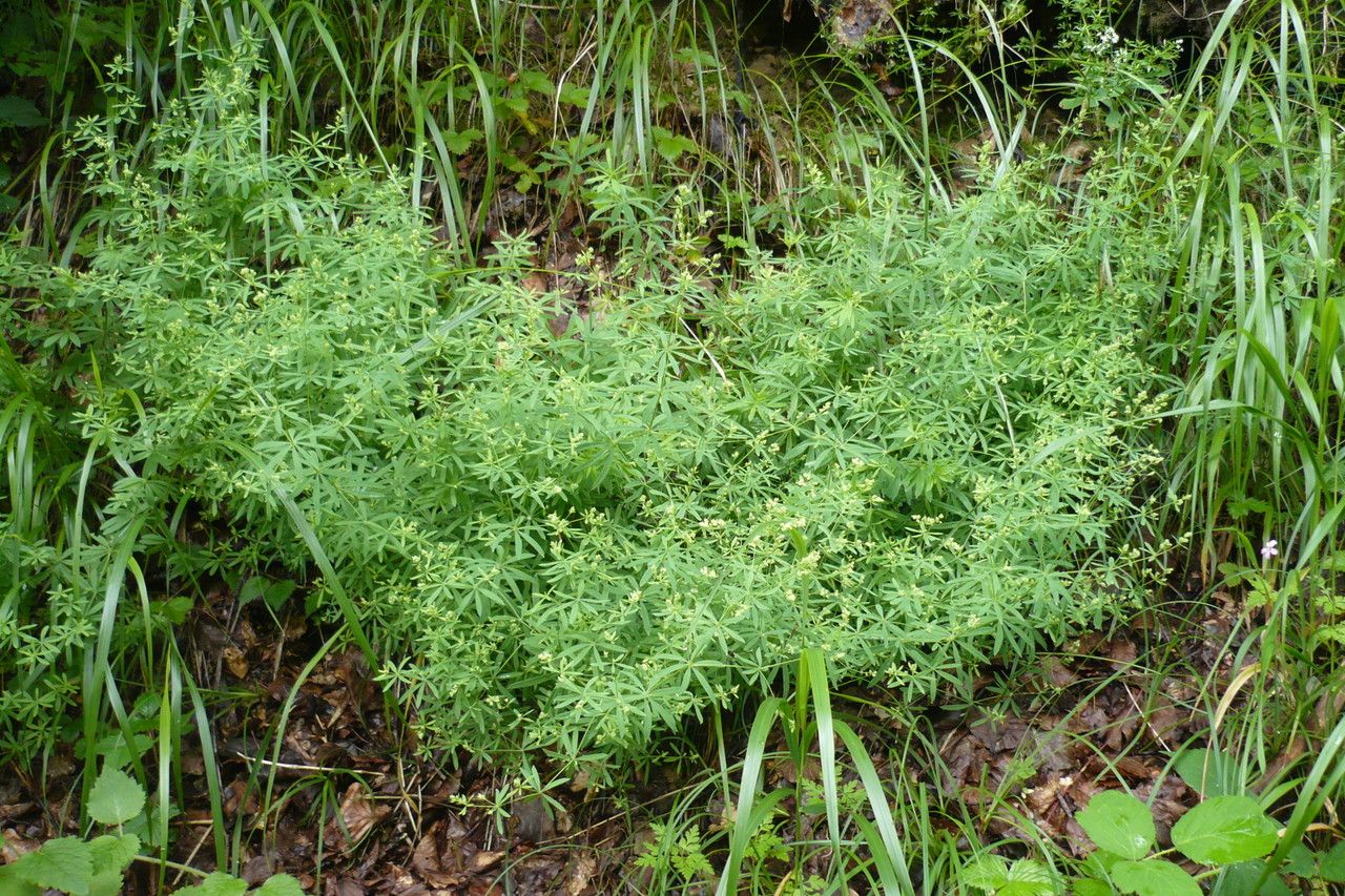 Galium atrovirens other