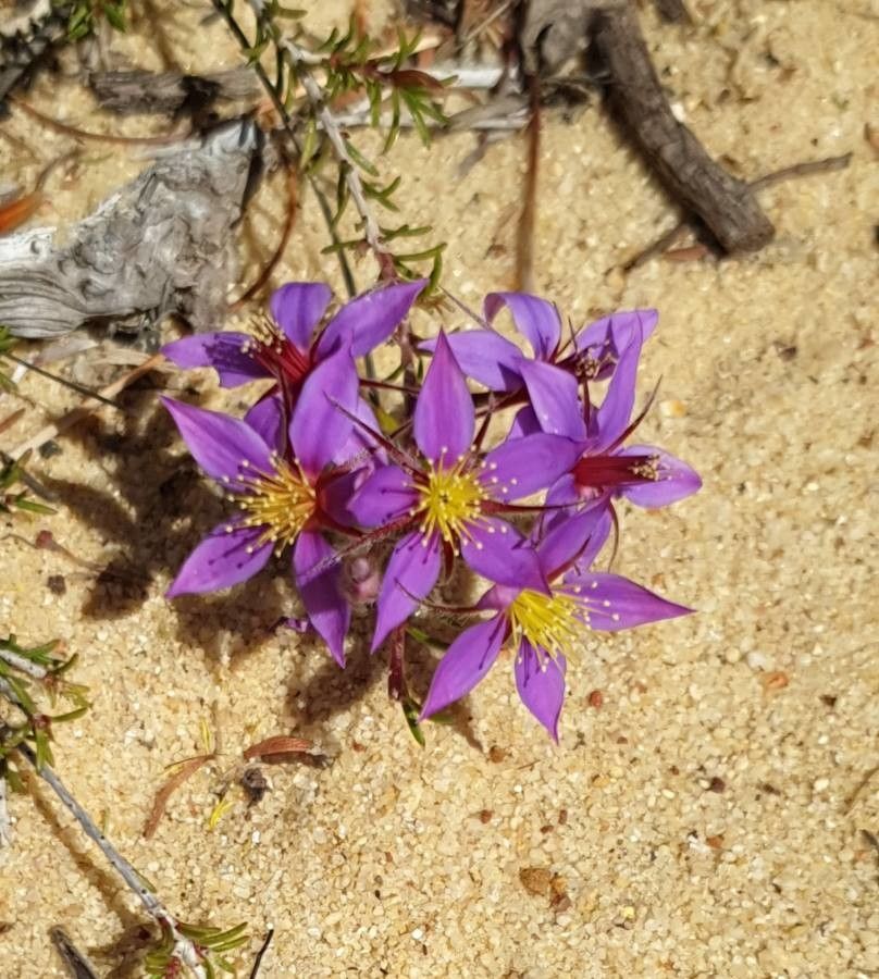 Calytrix leschenaultii flower