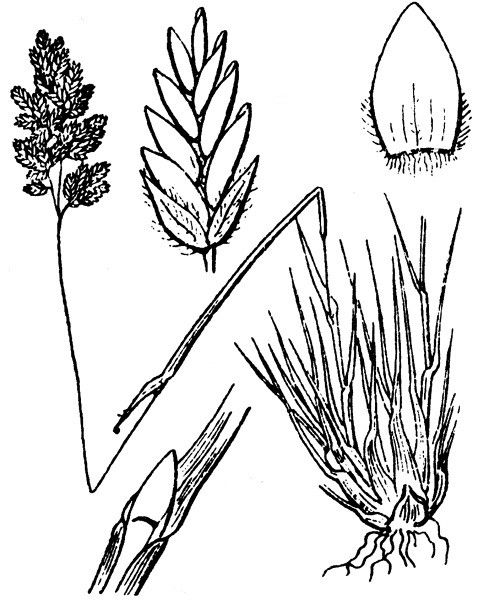 Poa perconcinna — search result for 'Poa'