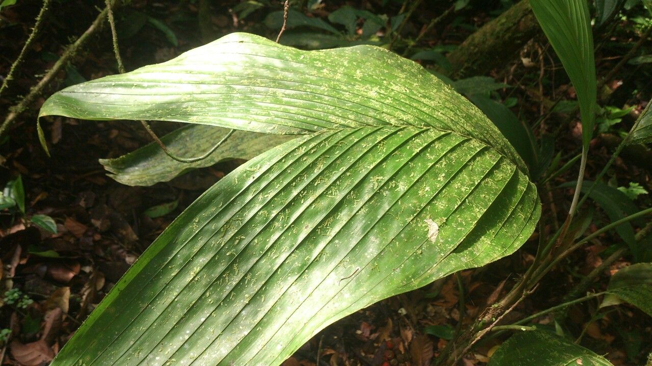 Bactris obovata leaf