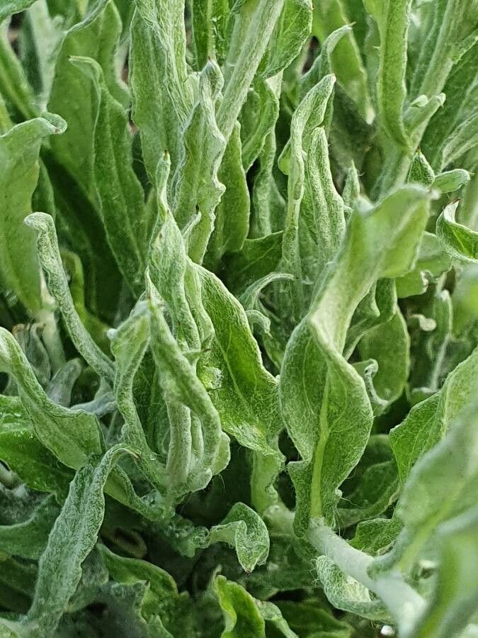 Nidorella pedunculata leaf