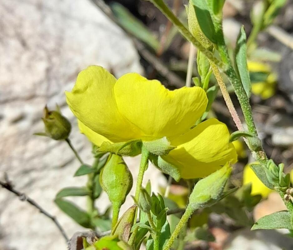 Helianthemum brasiliense flower