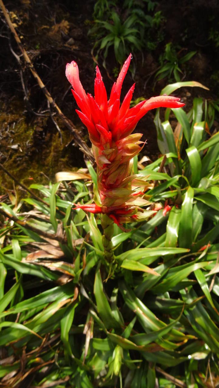 Pitcairnia bifrons flower