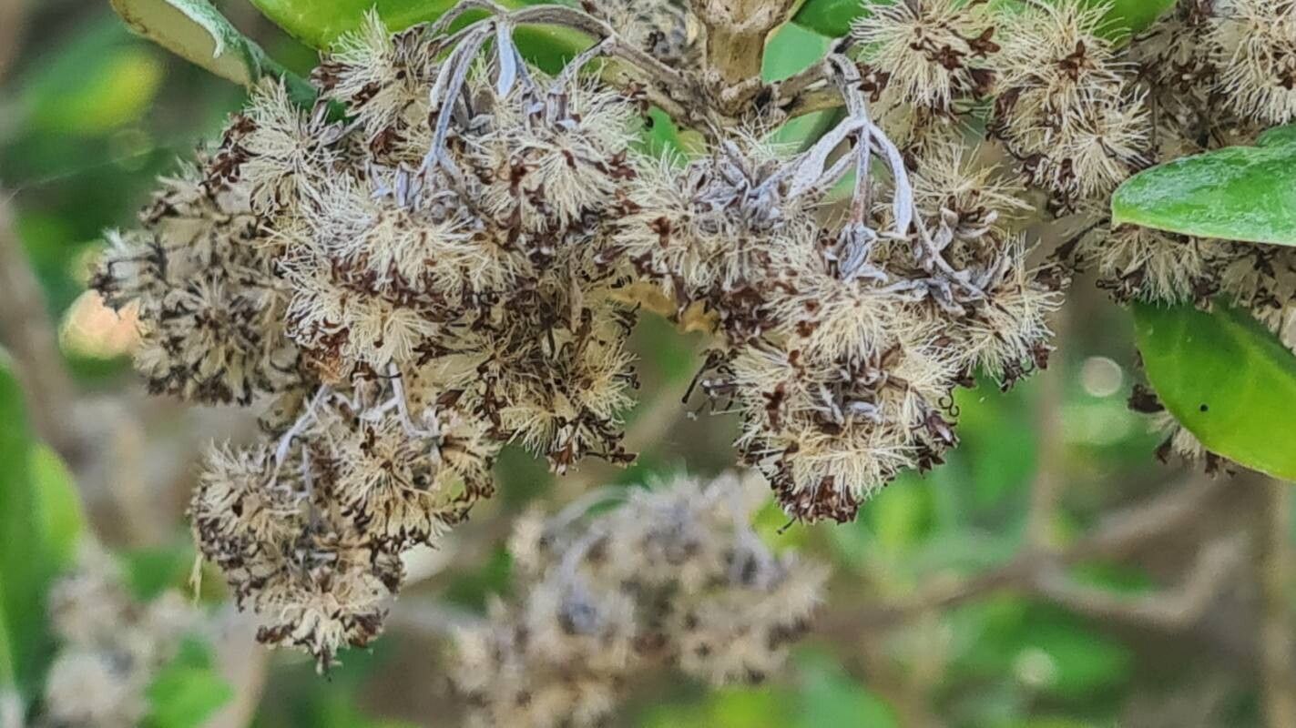 Olearia traversiorum flower