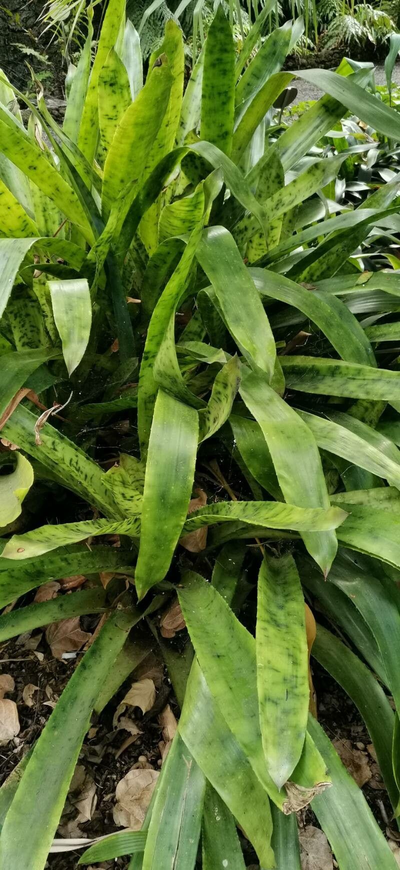 Canistrum giganteum habit