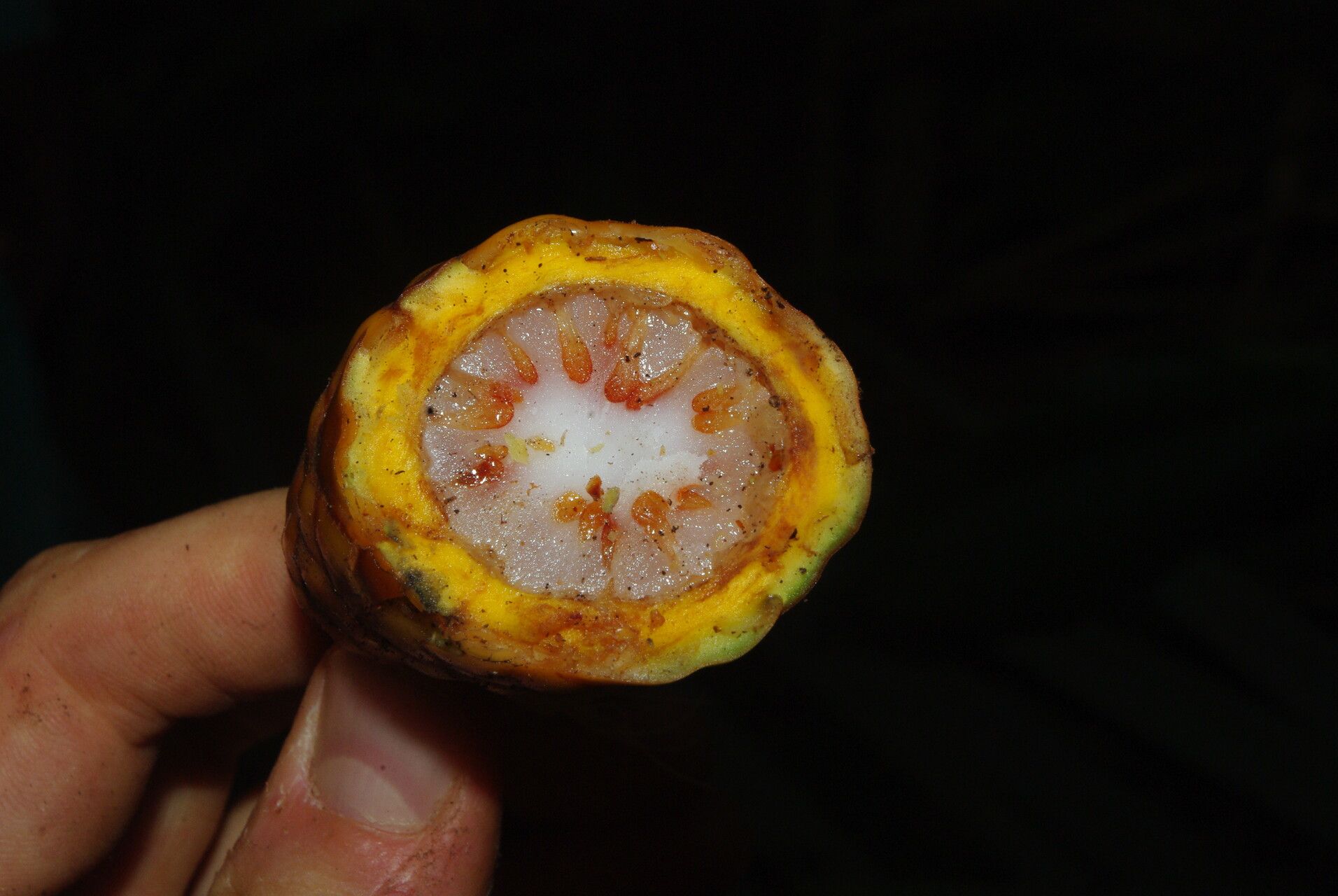 Raphia zamiana fruit