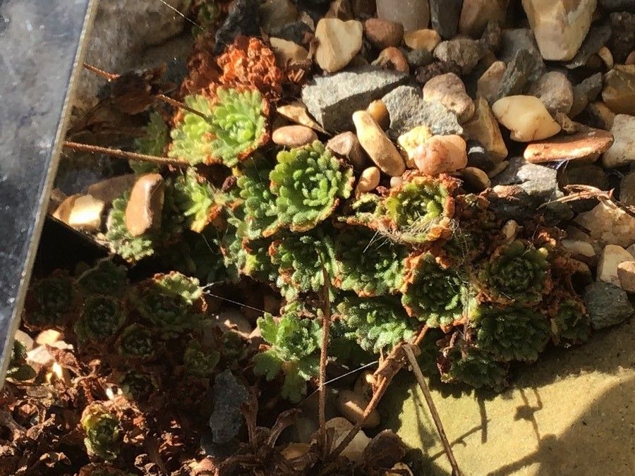 Saxifraga cebennensis — search result for 'Saxifraga'