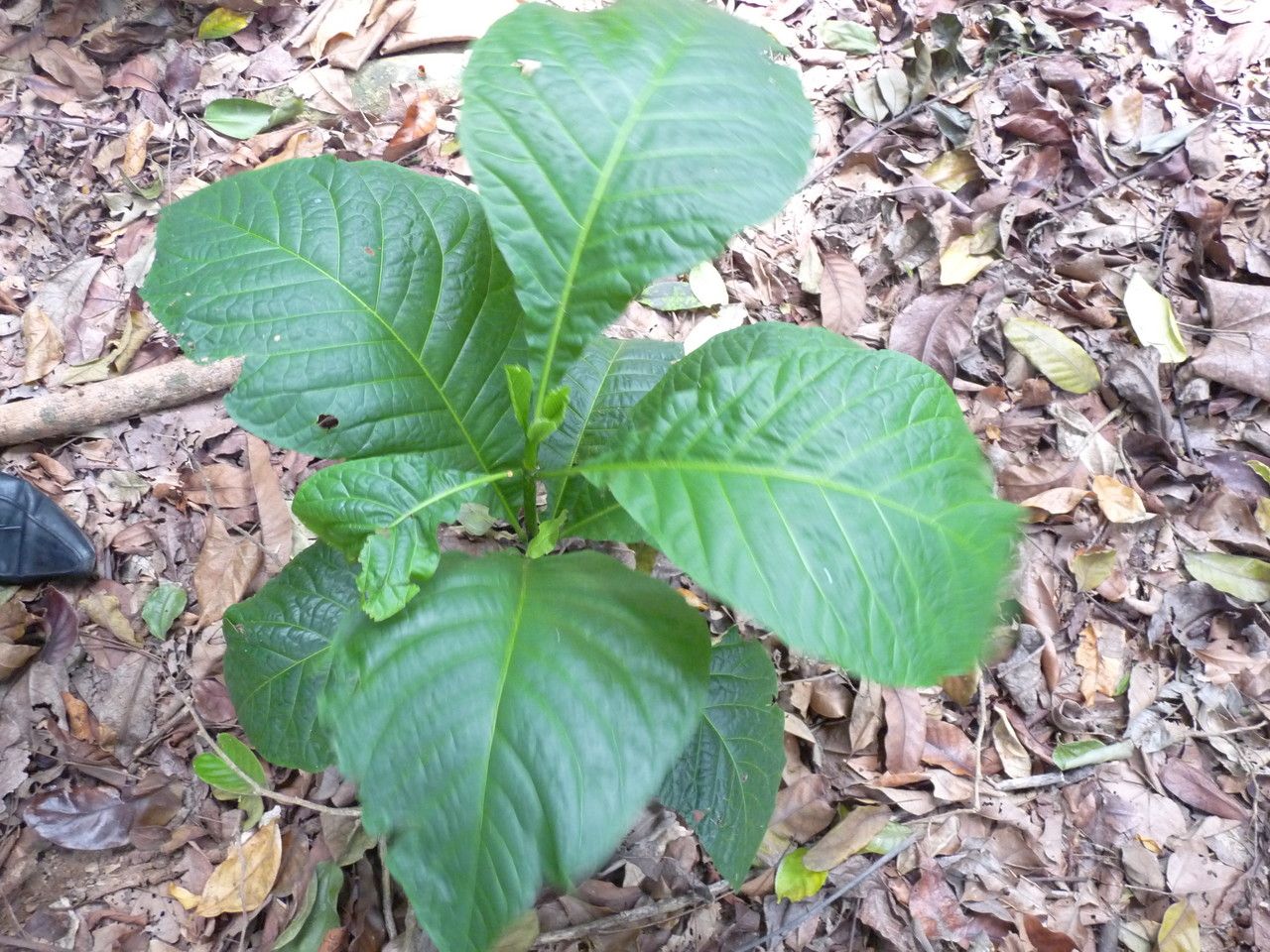 Schumanniophyton problematicum habit