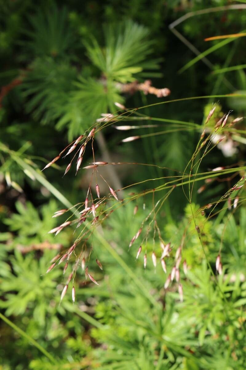 Agrostis mertensii flower