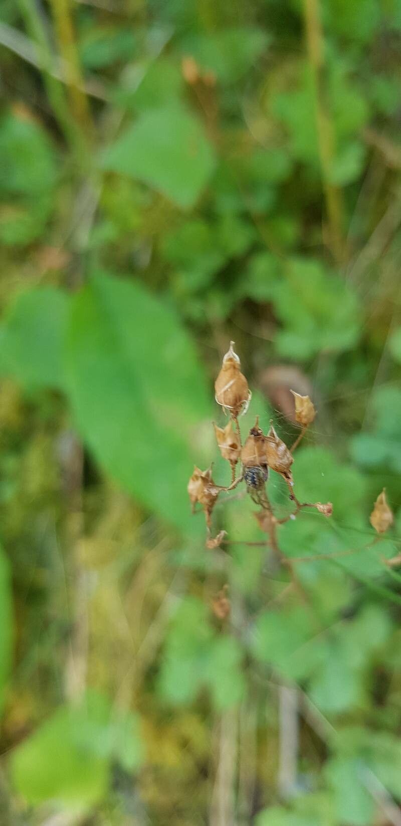 Saxifraga cuneifolia fruit