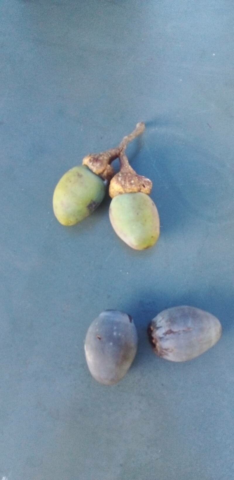Osmanthus austrocaledonicus fruit