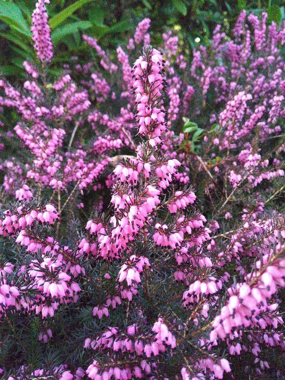 Erica herbacea habit
