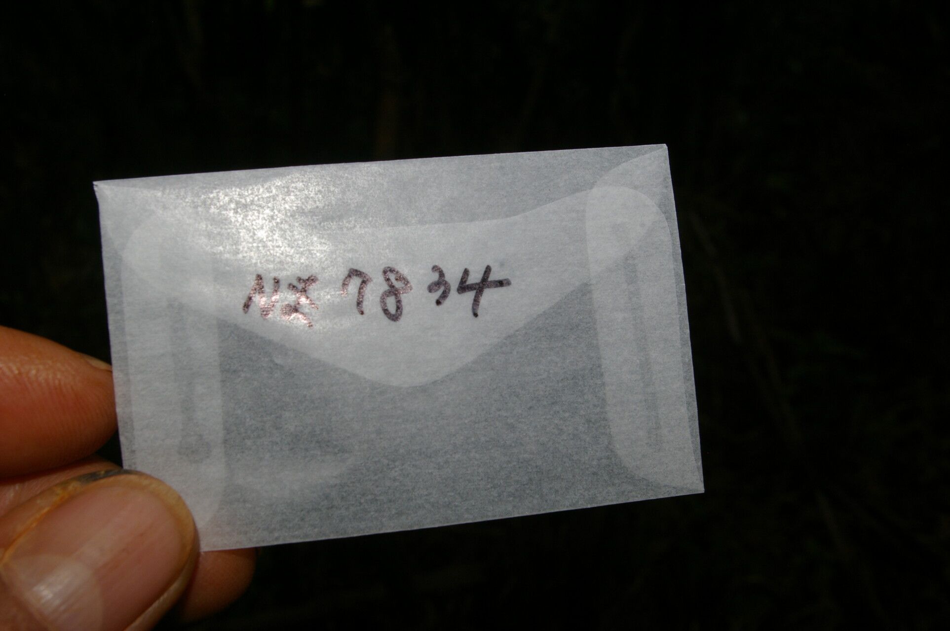 Persea donnell-smithii other