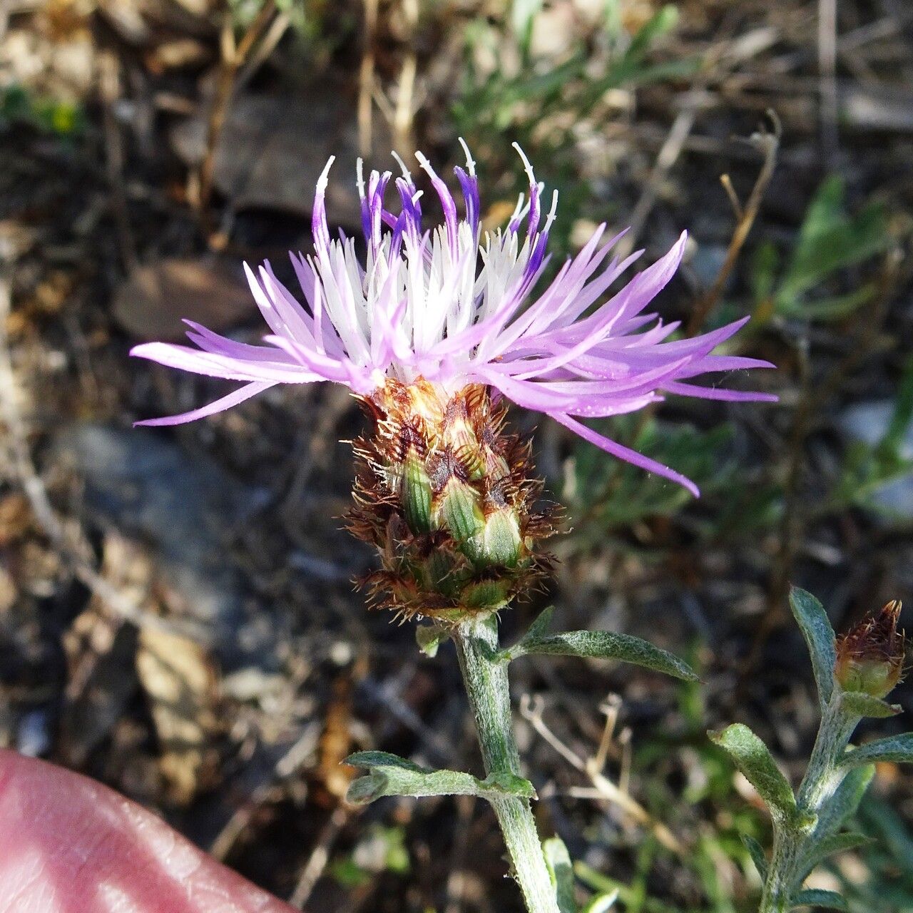 Centaurea hanryi flower