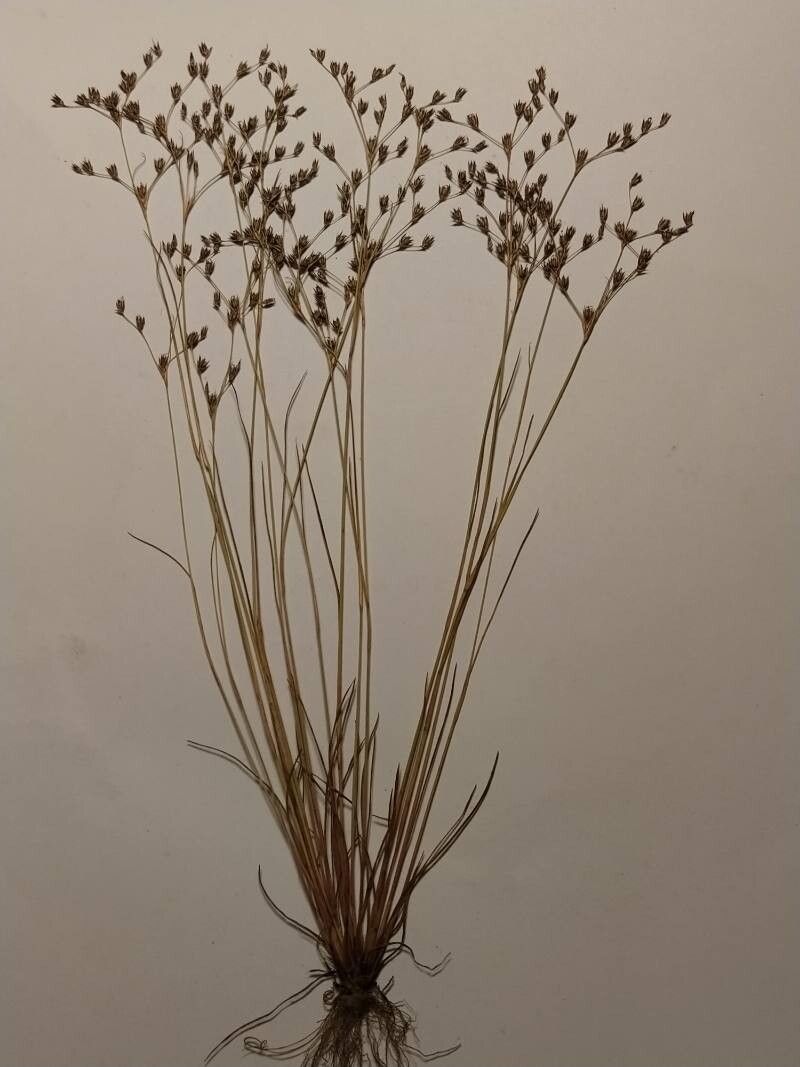 Juncus fernandez-carvajaliae — houseplant care guide