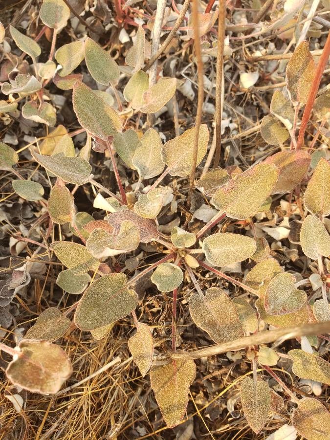 Eriogonum compositum leaf