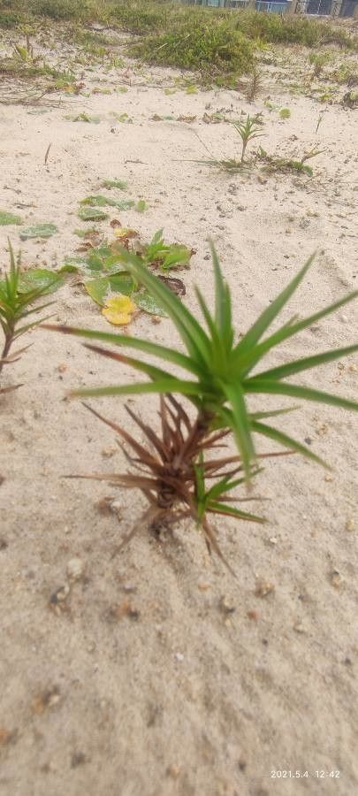 Cyperus pedunculatus — houseplant care guide