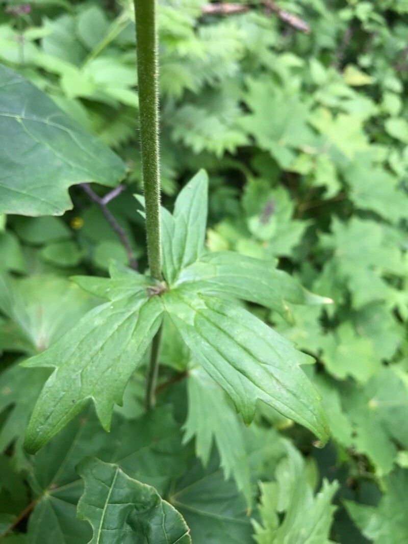 Aconitum x cammarum — search result for 'Aconitum'