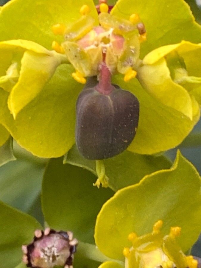 Euphorbia rigida fruit