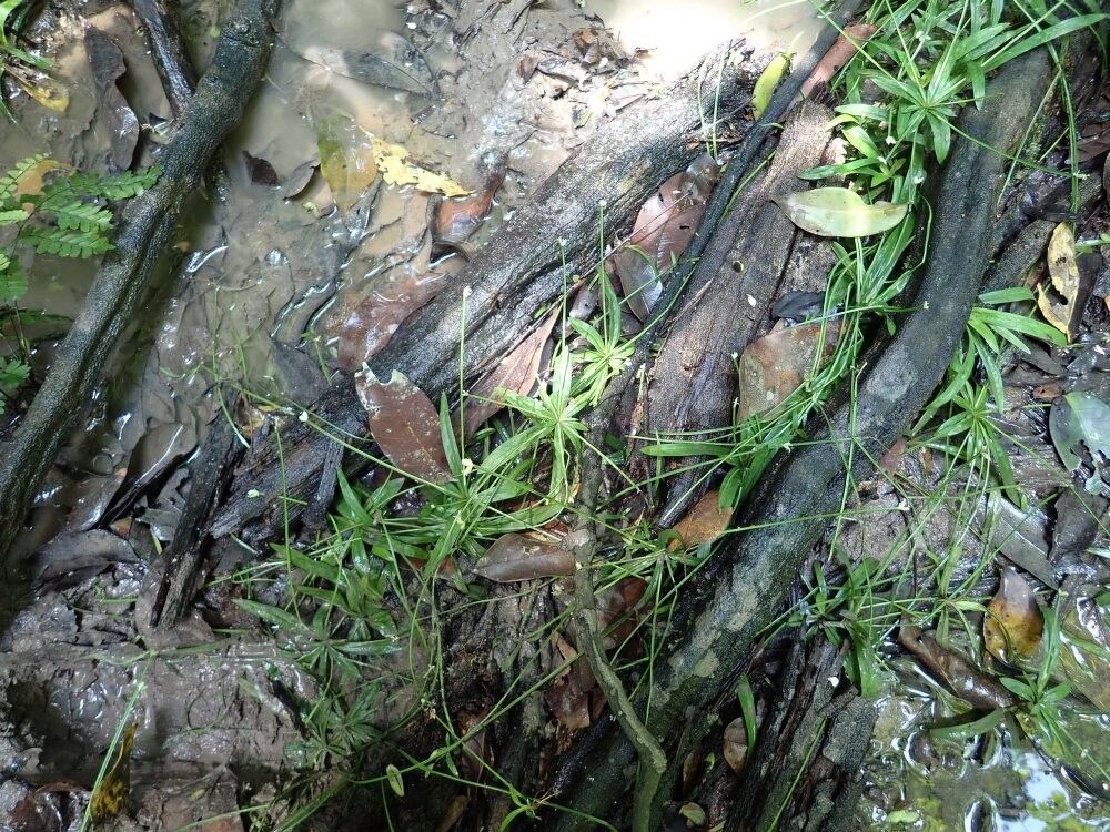 Cyperus fertilis — houseplant care guide