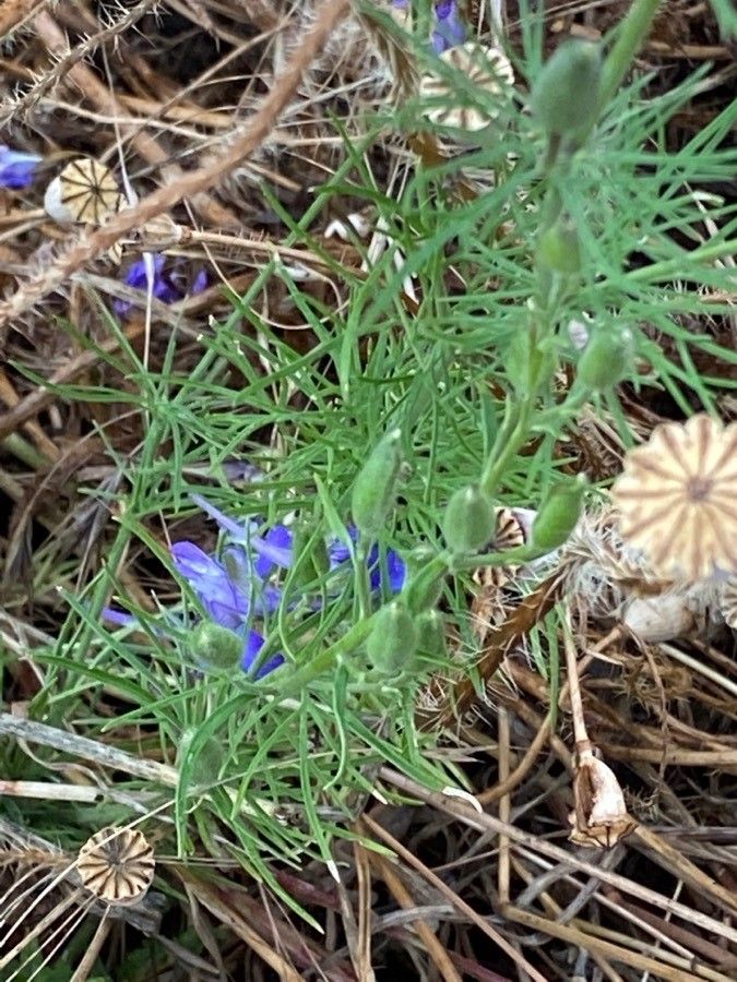 Delphinium ajacis leaf