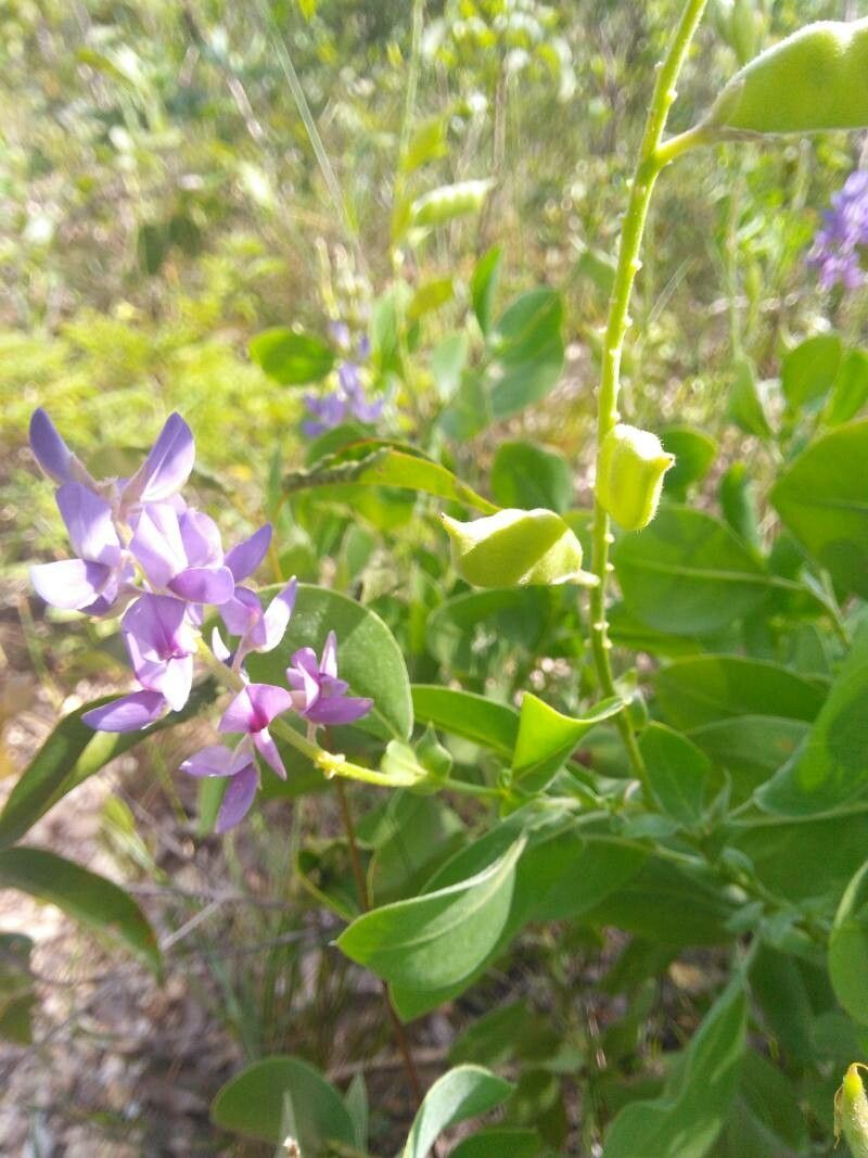 Lupinus crotalarioides other