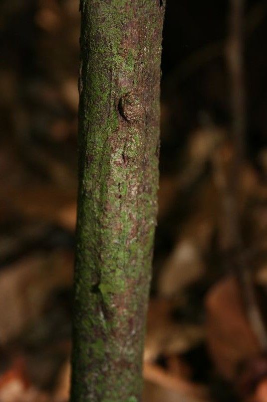 Licaria chrysophylla bark