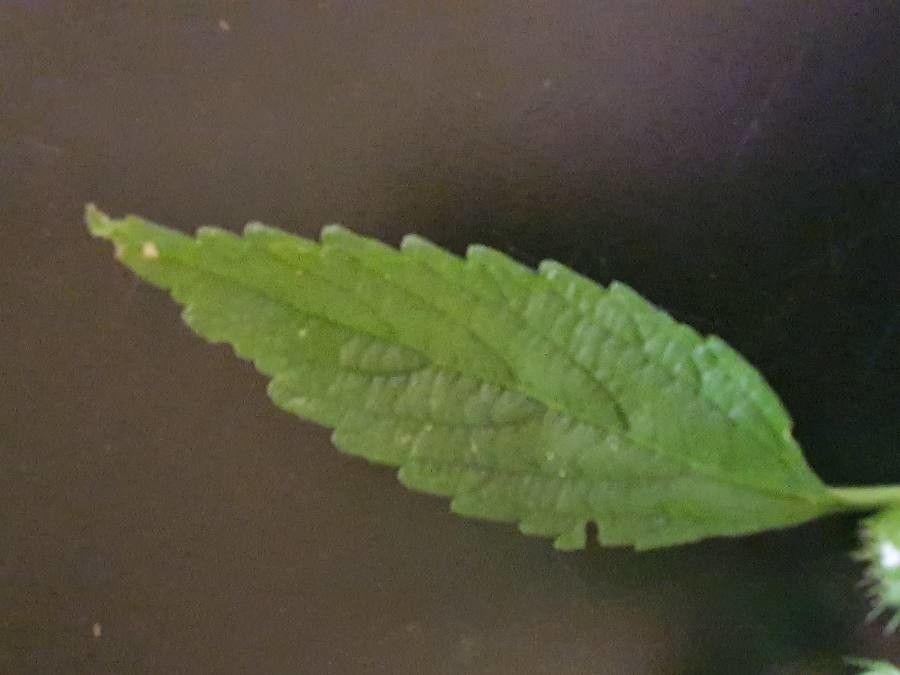 Leucas urticifolia leaf