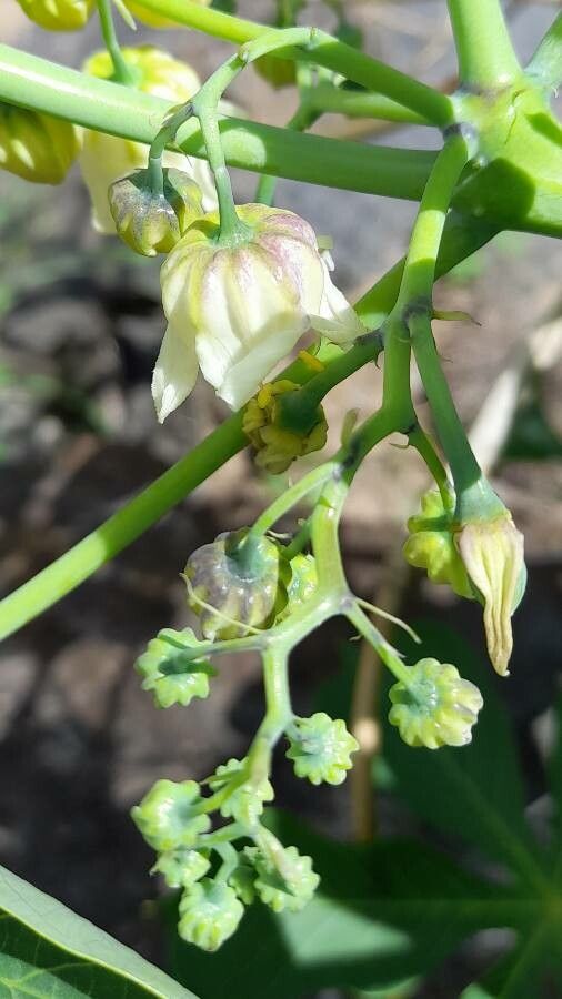Manihot anisophylla flower