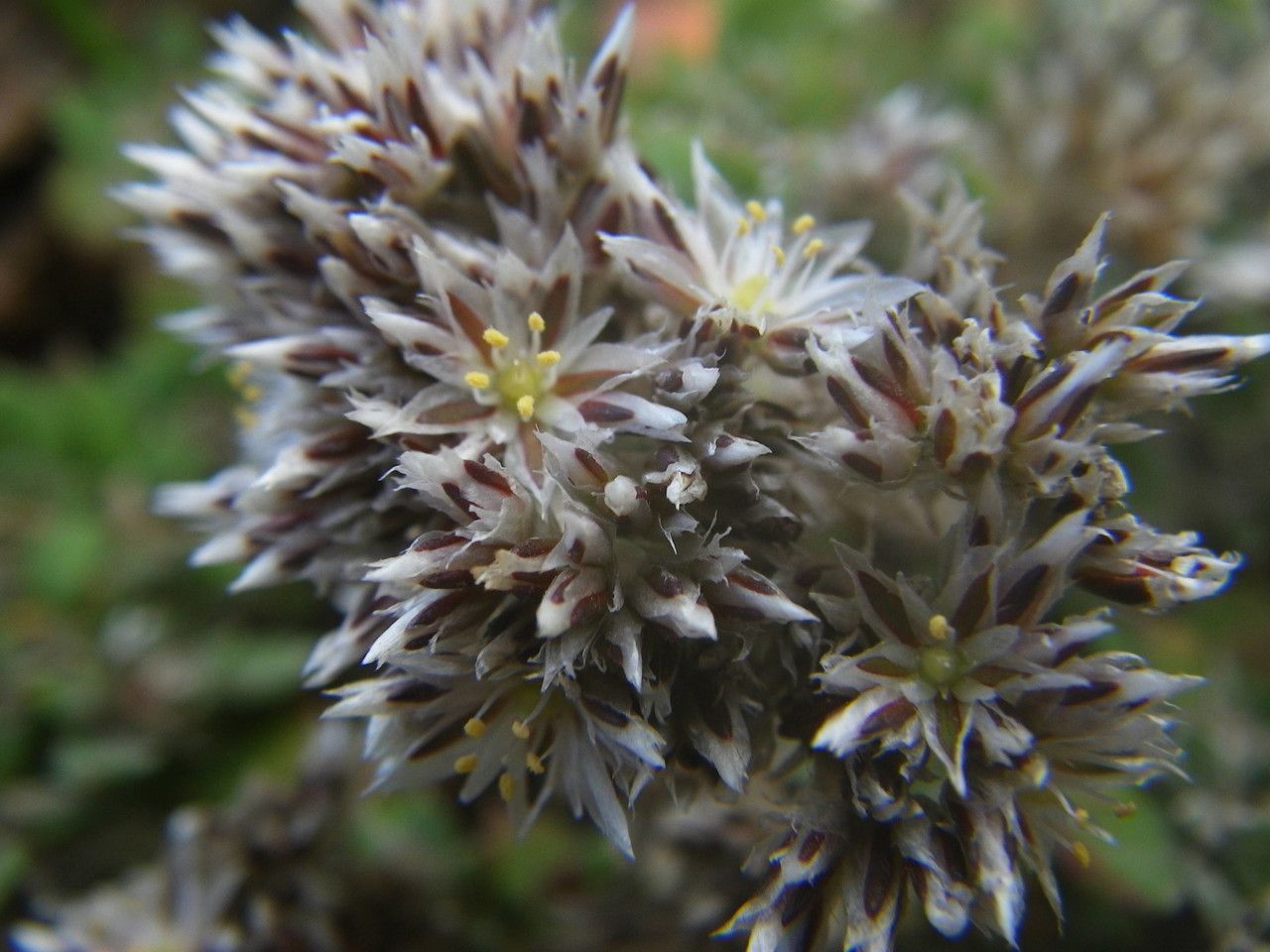 Polycarpaea latifolia — houseplant care guide