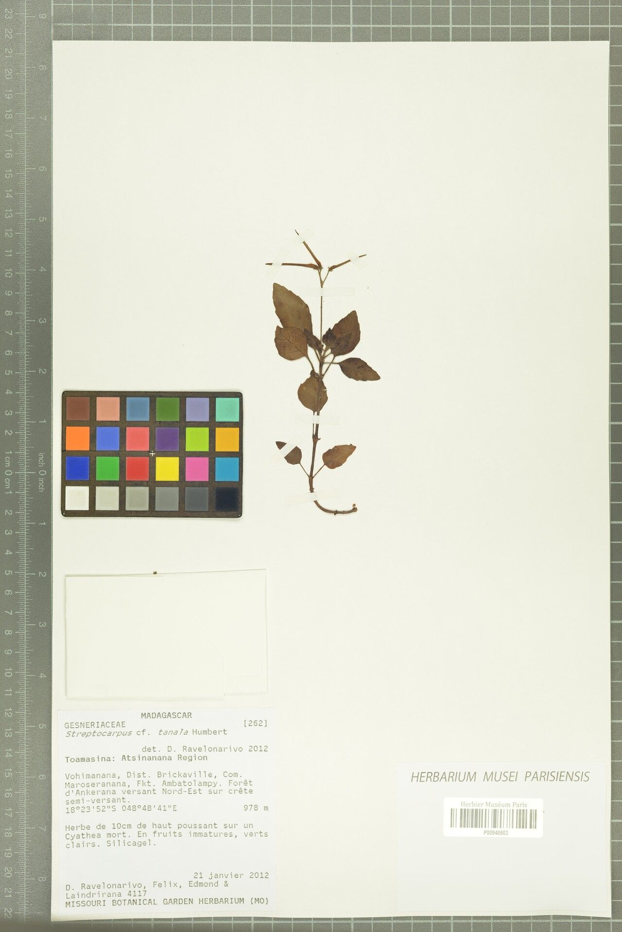 Streptocarpus tanala — search result for 'Streptocarpus'