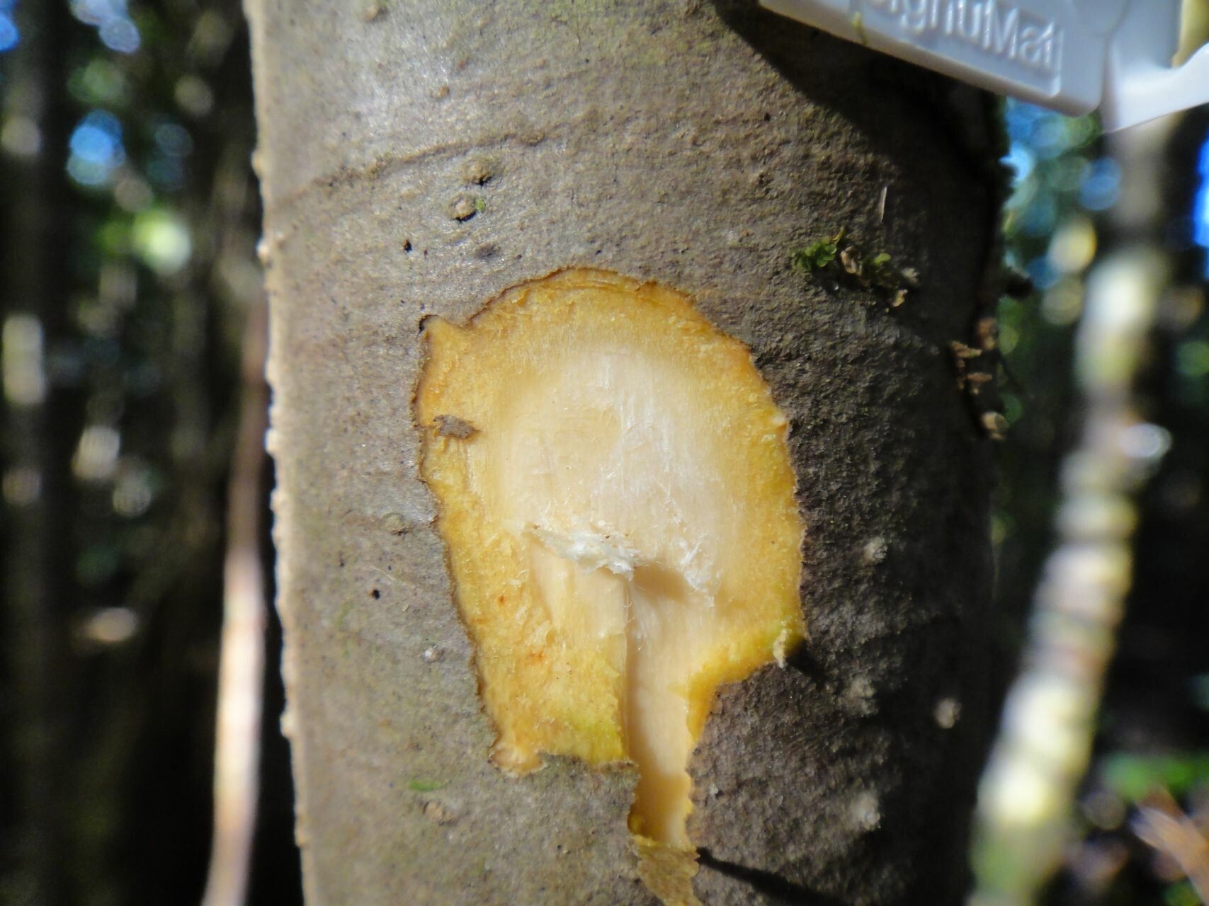 Alangium vitiense bark