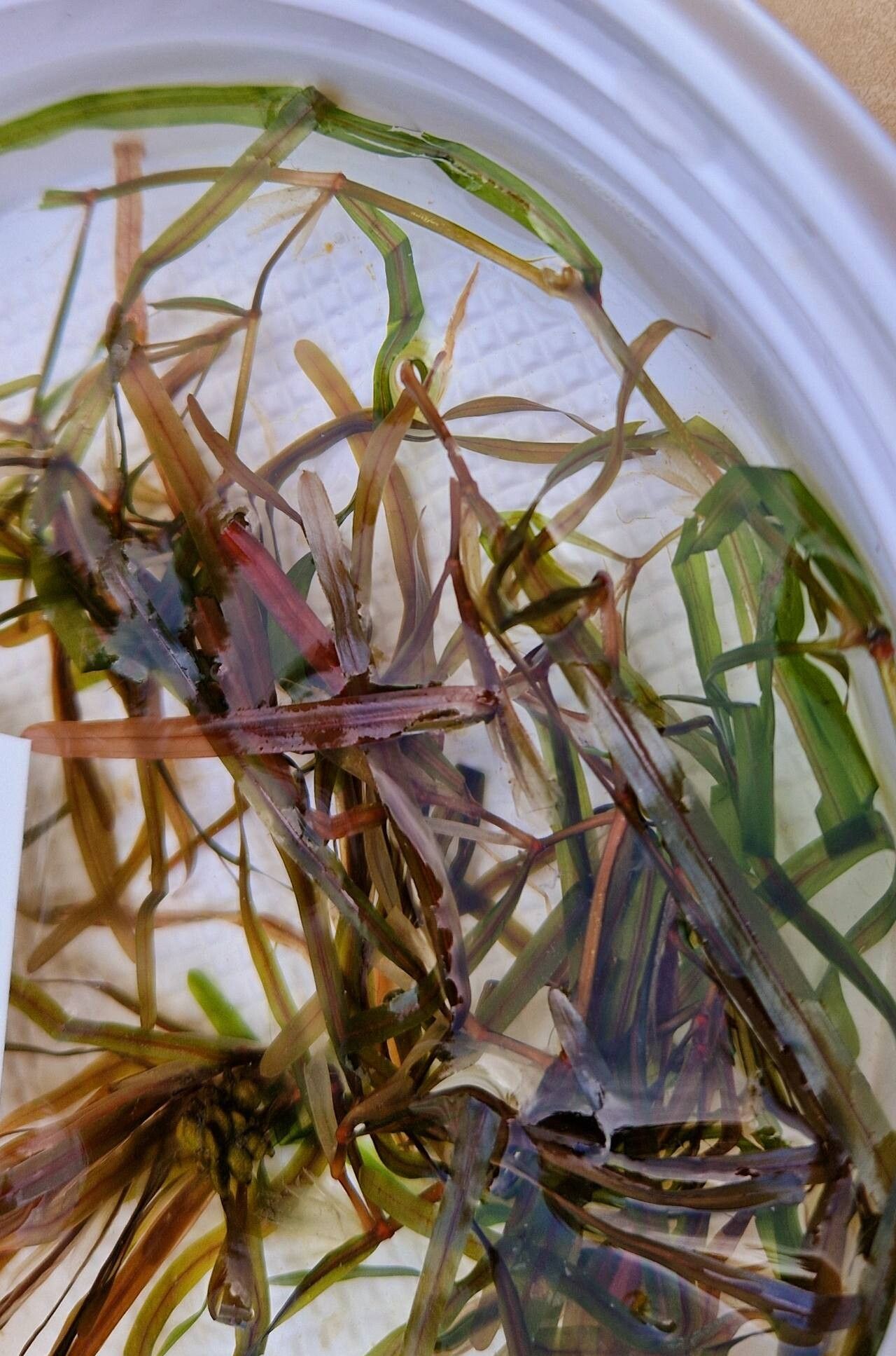 Potamogeton obtusifolius — search result for 'Potamogeton'