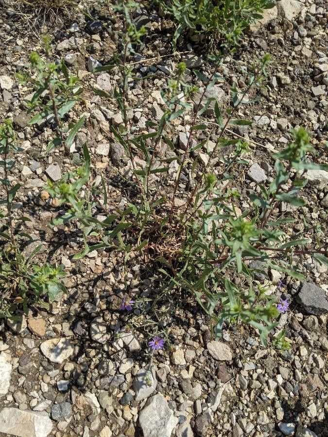 Machaeranthera canescens habit