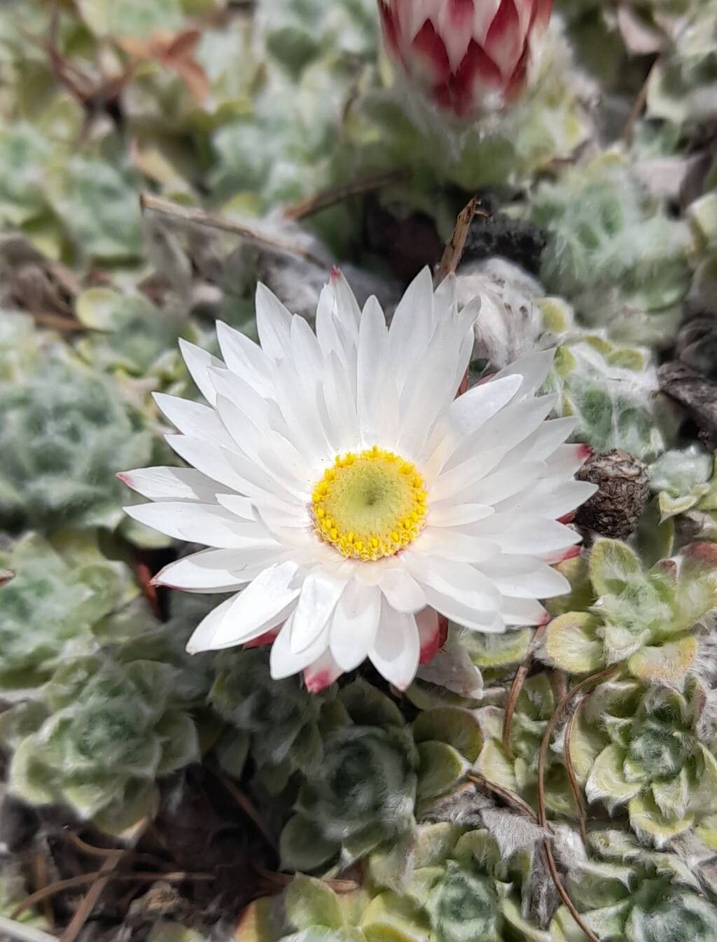 Helichrysum milfordiae flower