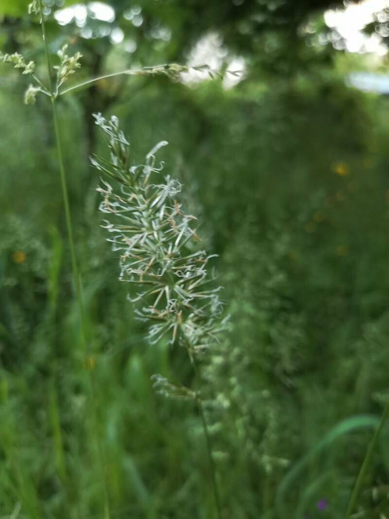 Anthoxanthum aristatum flower