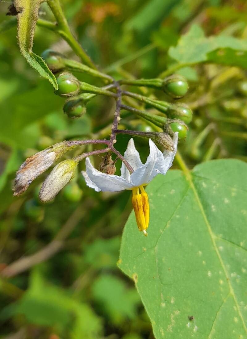 Solanum consimile flower