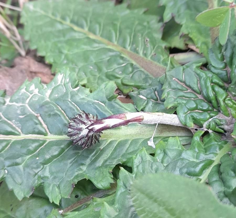 Chaptalia arechavaletae flower
