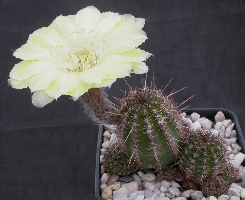 Leucostele nigripilis habit