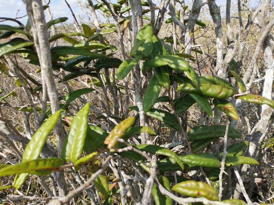 Coccoloba cowellii — houseplant care guide