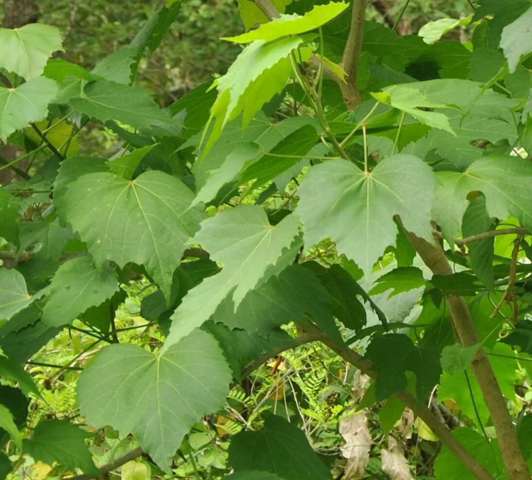 Melanolepis multiglandulosa leaf