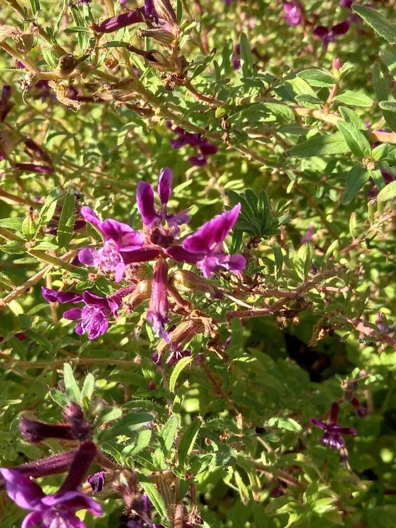 Cuphea lanceolata flower