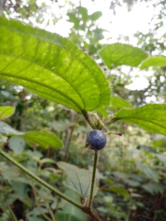 Miconia dentata fruit