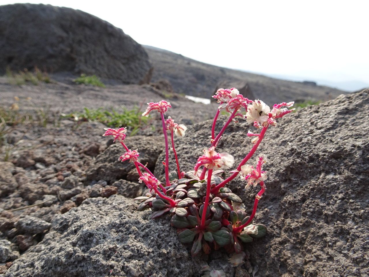 Cistanthe umbellata habit