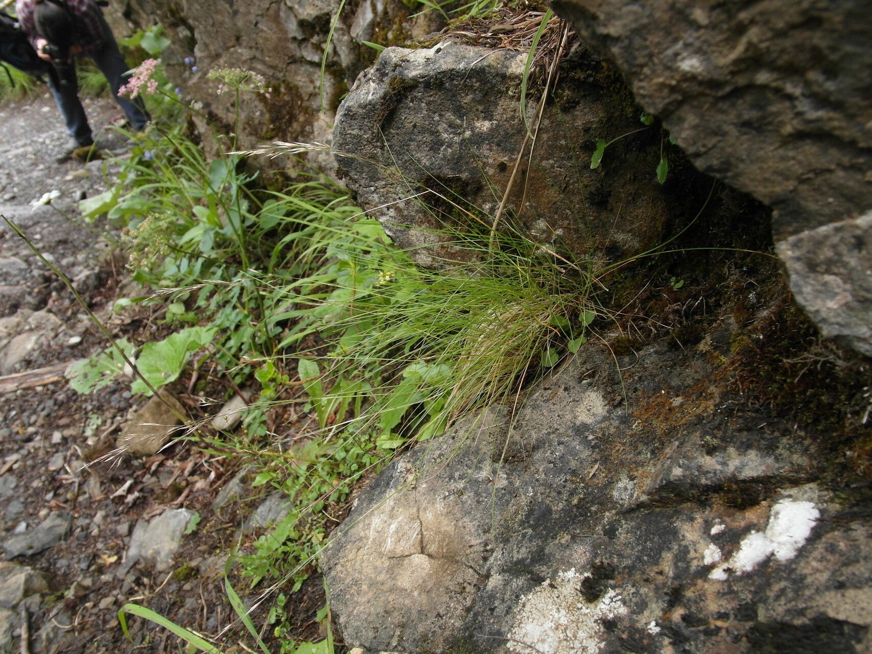 Agrostis schleicheri flower