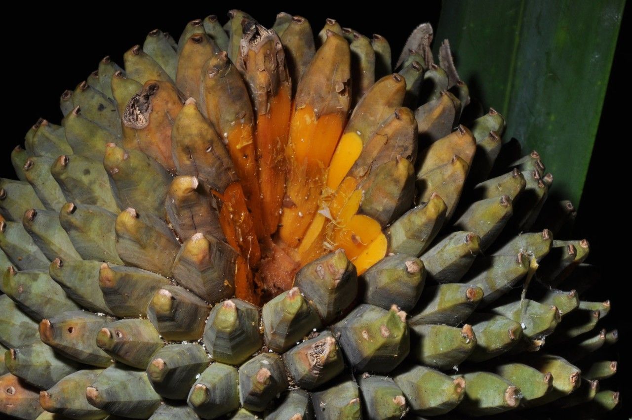 Pandanus sphaerocephalus fruit