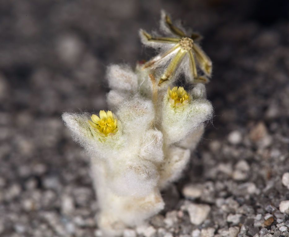 Eatonella nivea — houseplant care guide