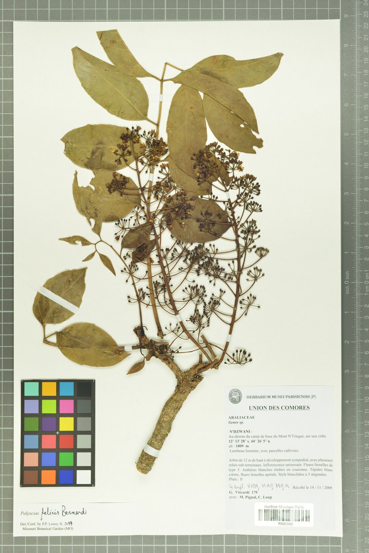 Polyscias felicis — search result for 'Polyscias'